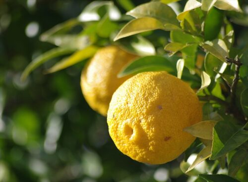 TOKOYO yuzu peel image products